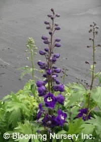 Delphinium 'Magic Fountains Dark Blue w/White Bee'